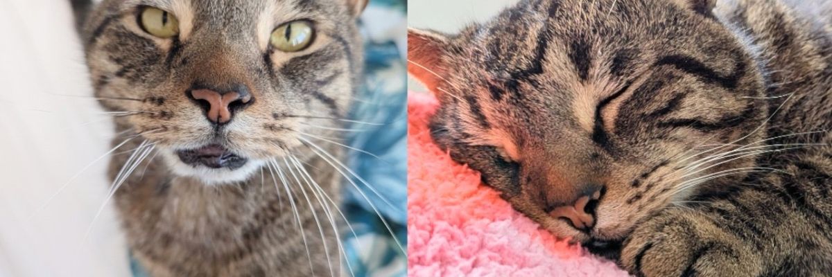 Cat Takes Shelter in Neighbor's Storage Cupboard, Eventually Finding Place Where He Can Be King