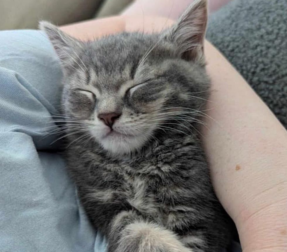 sleeping kitten happy