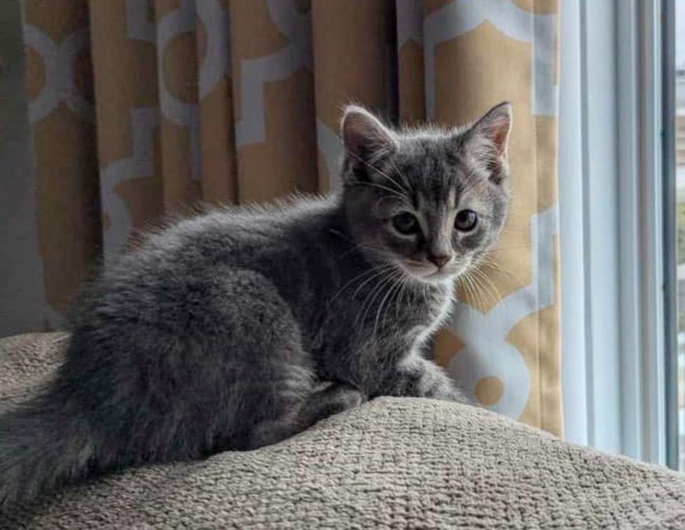 kitten window watching