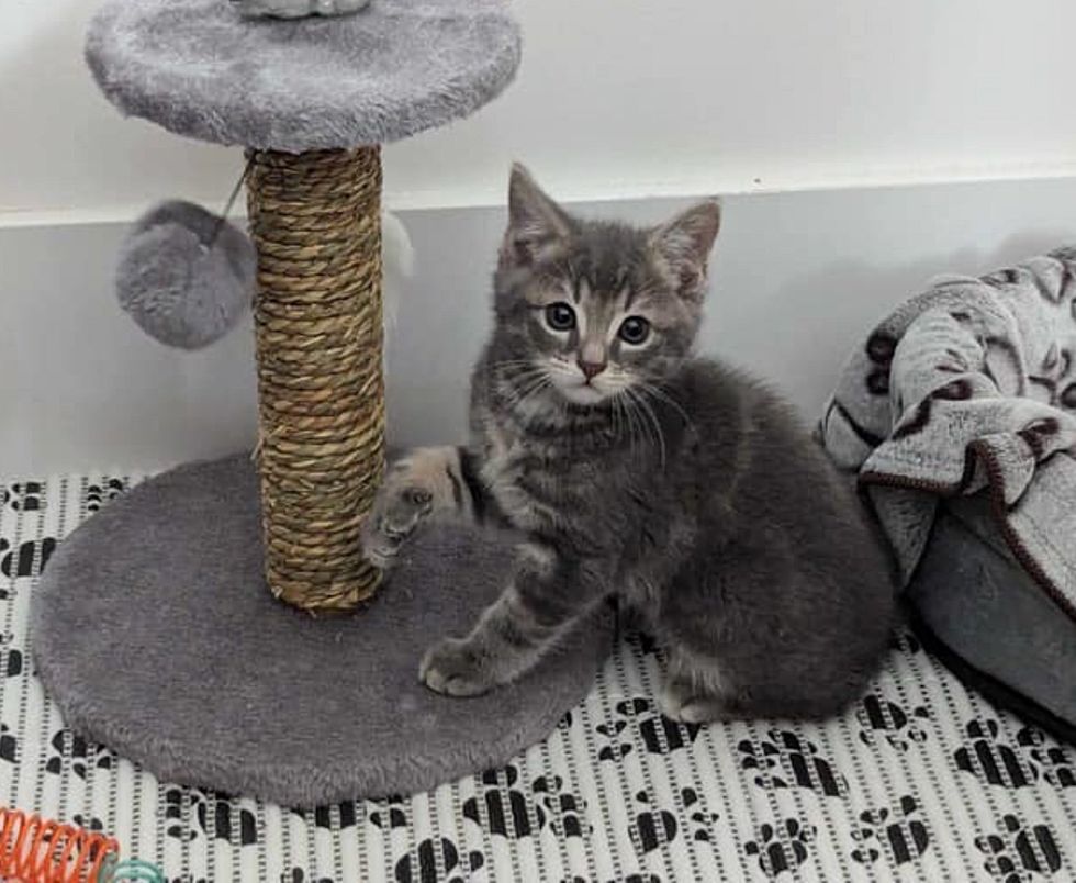 gray kitten playful