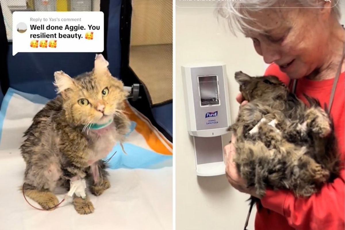 cat reunited with owner