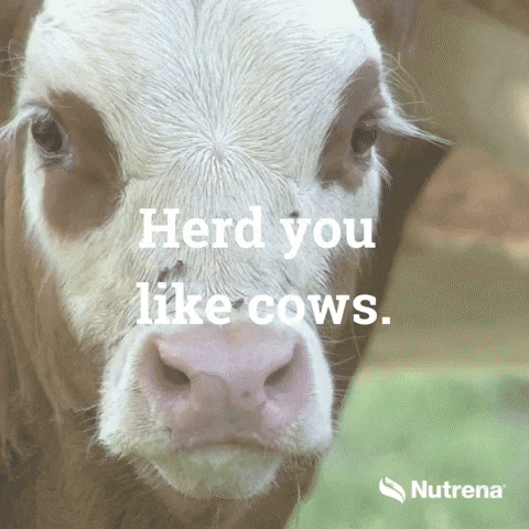 gif of a cow looking at the camera
