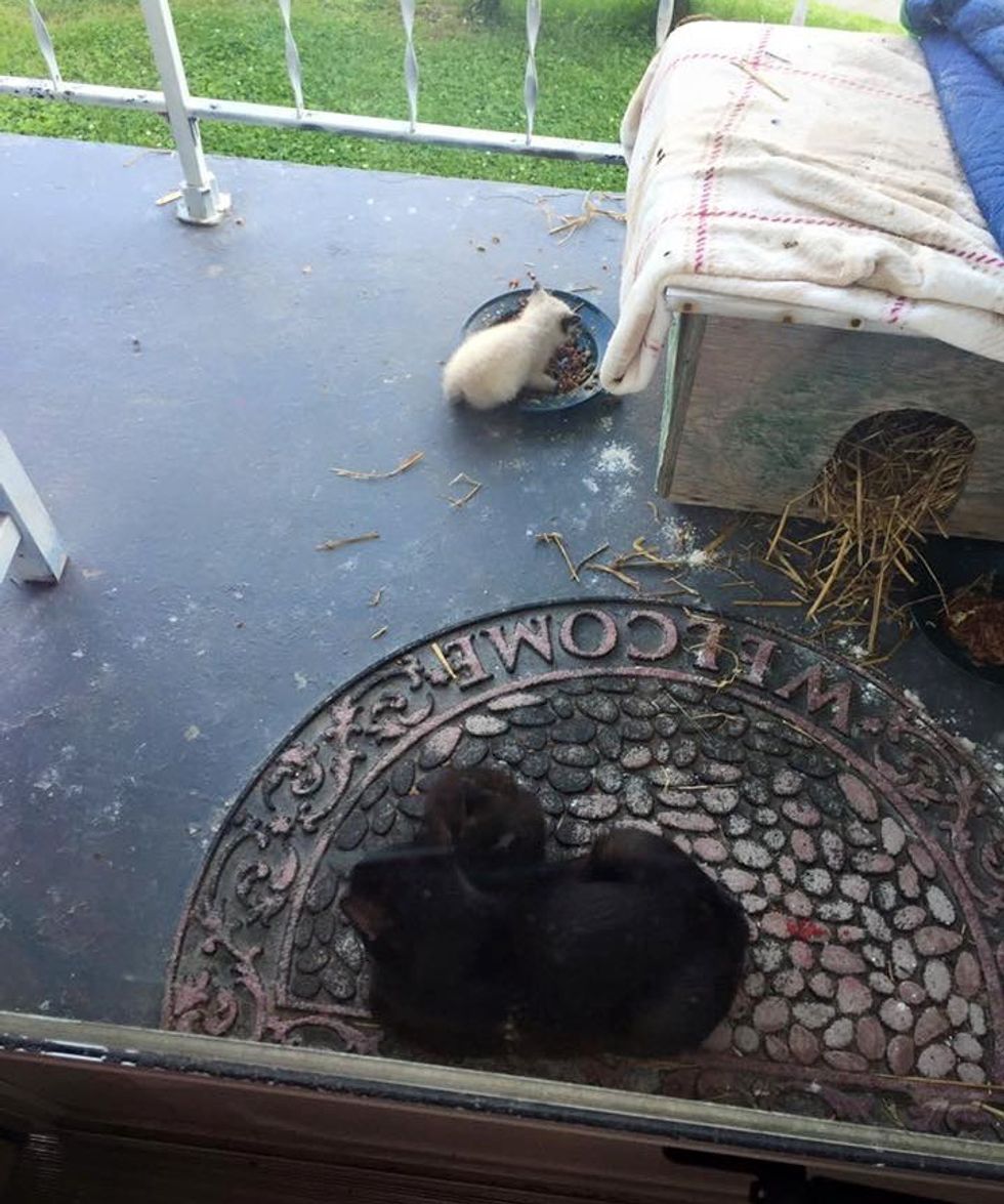 Stray Cat Brings Her Kittens to Her Human Friend Just in Time to Get