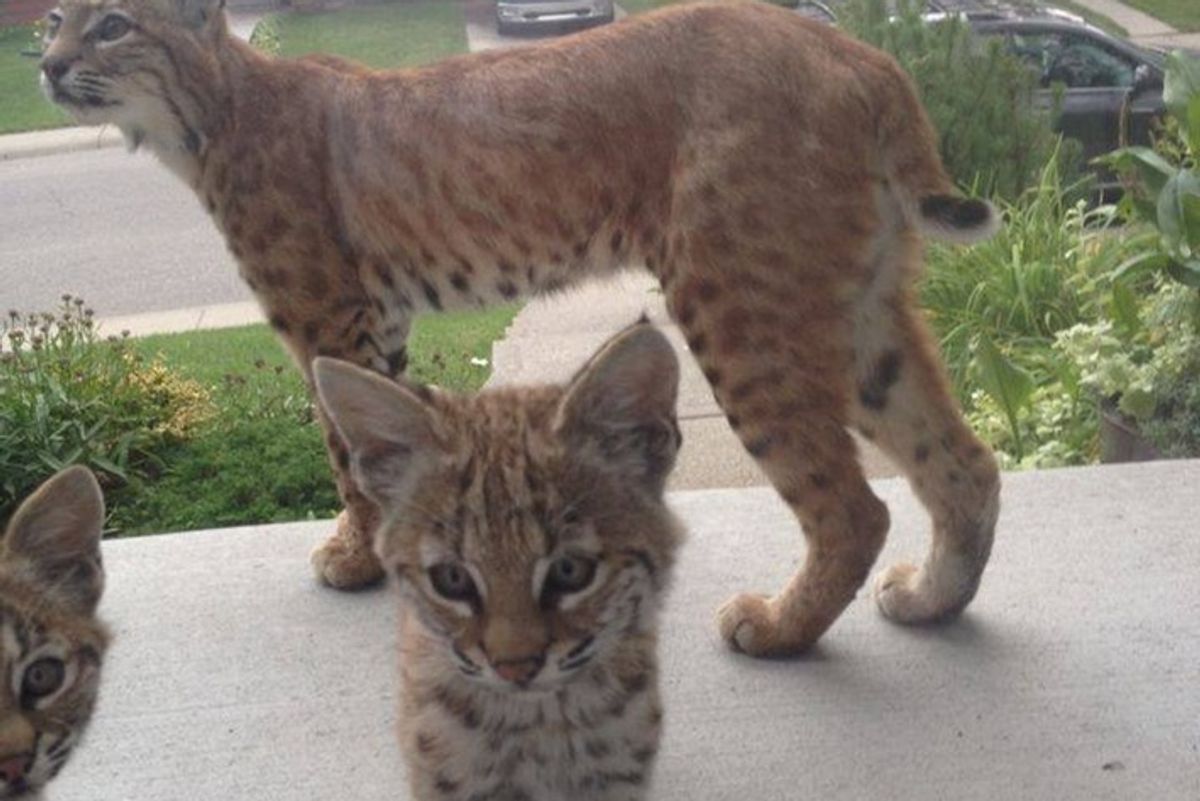 Bobcat Mom and Kittens Give Woman Surprise Visit on Her Doorstep
