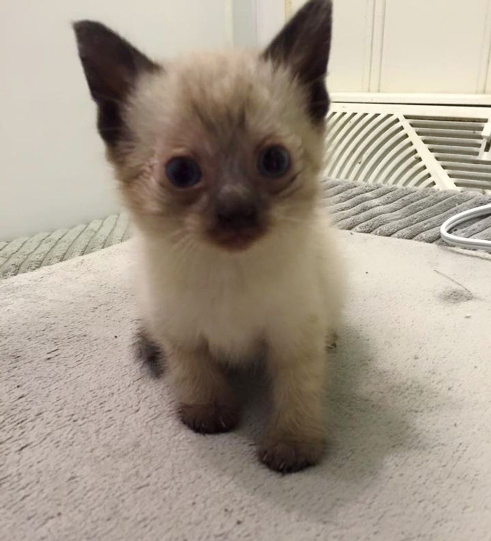 Stray Cat Brings Her Kittens to Her Human Friend Just in Time to Get