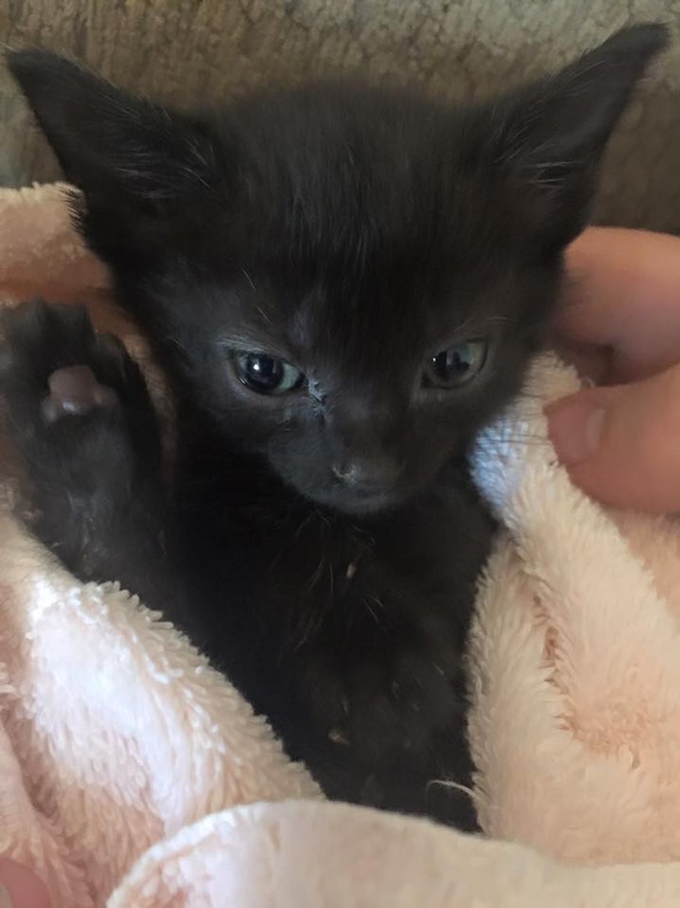 Stray Cat Brings Her Kittens to Her Human Friend Just in Time to Get ...