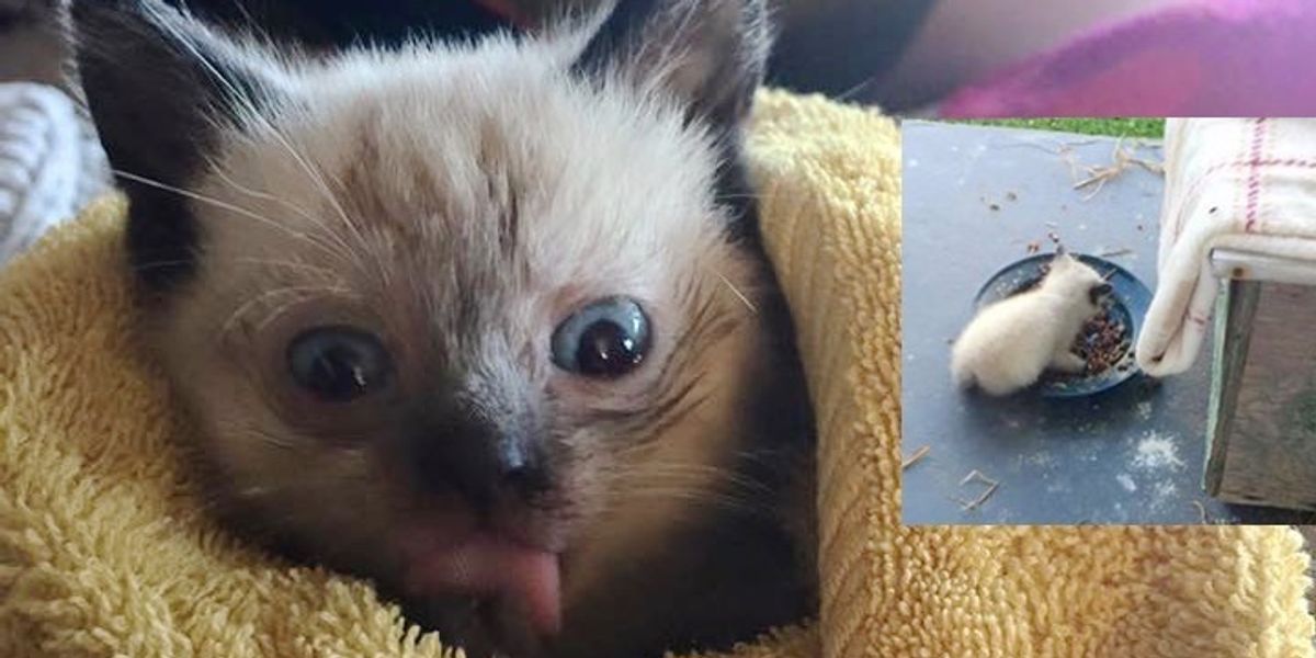 Stray Cat Brings Her Kittens to Her Human Friend Just in Time to Get