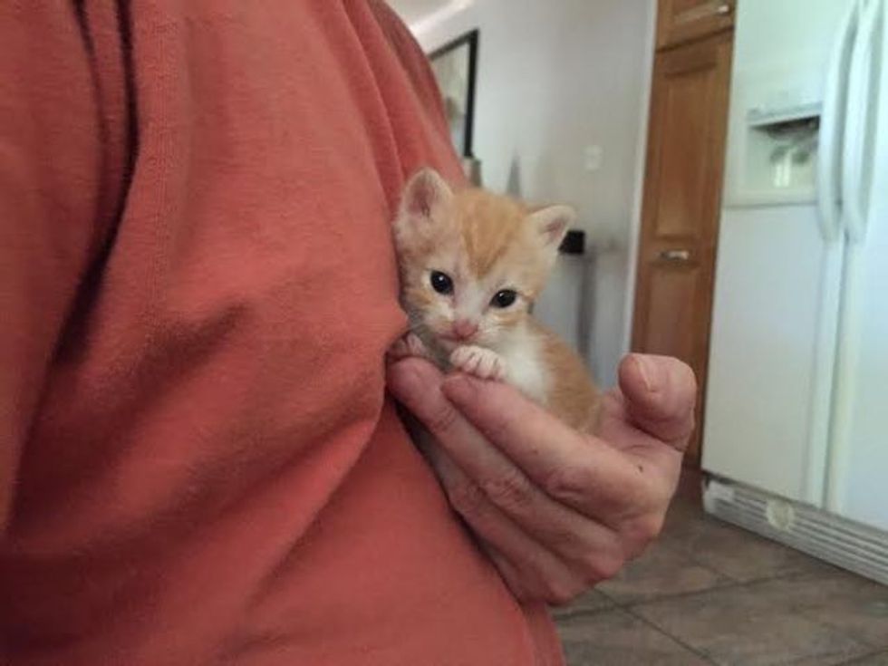 Kitten Didn't Know What It Was Like to Be Loved Until Her First Cuddle