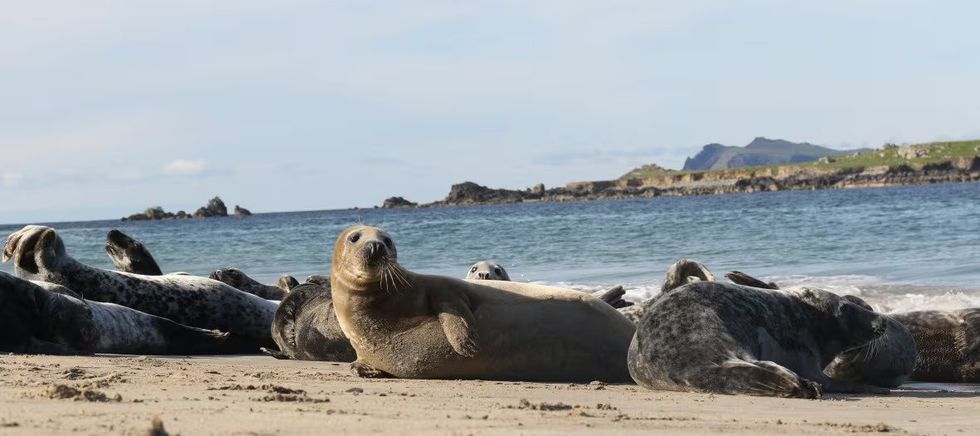 seals on beach