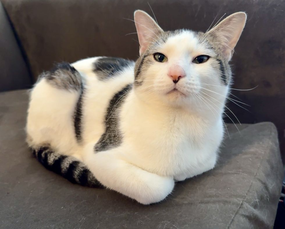 cute cat loafing