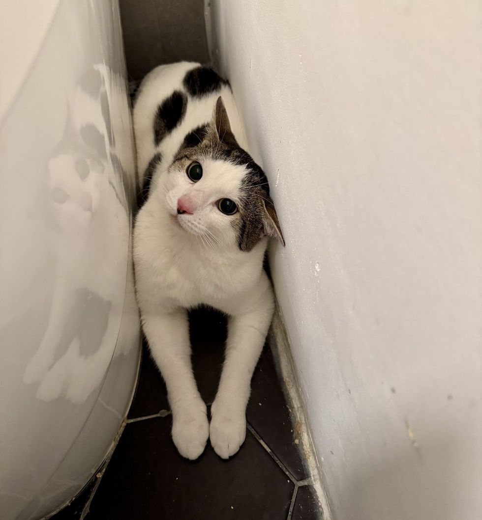 cat hiding bathroom