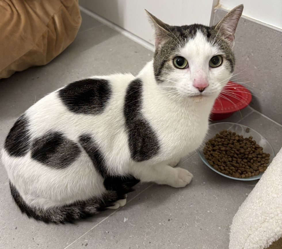 Cat with 'Cow Spots' Left in the Snow Until Family Takes Him in, He ...
