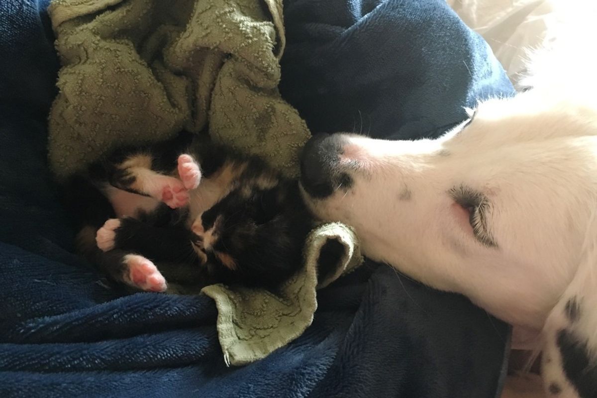 Border Collie Found Orphaned Kitten and Won’t Leave Her Side