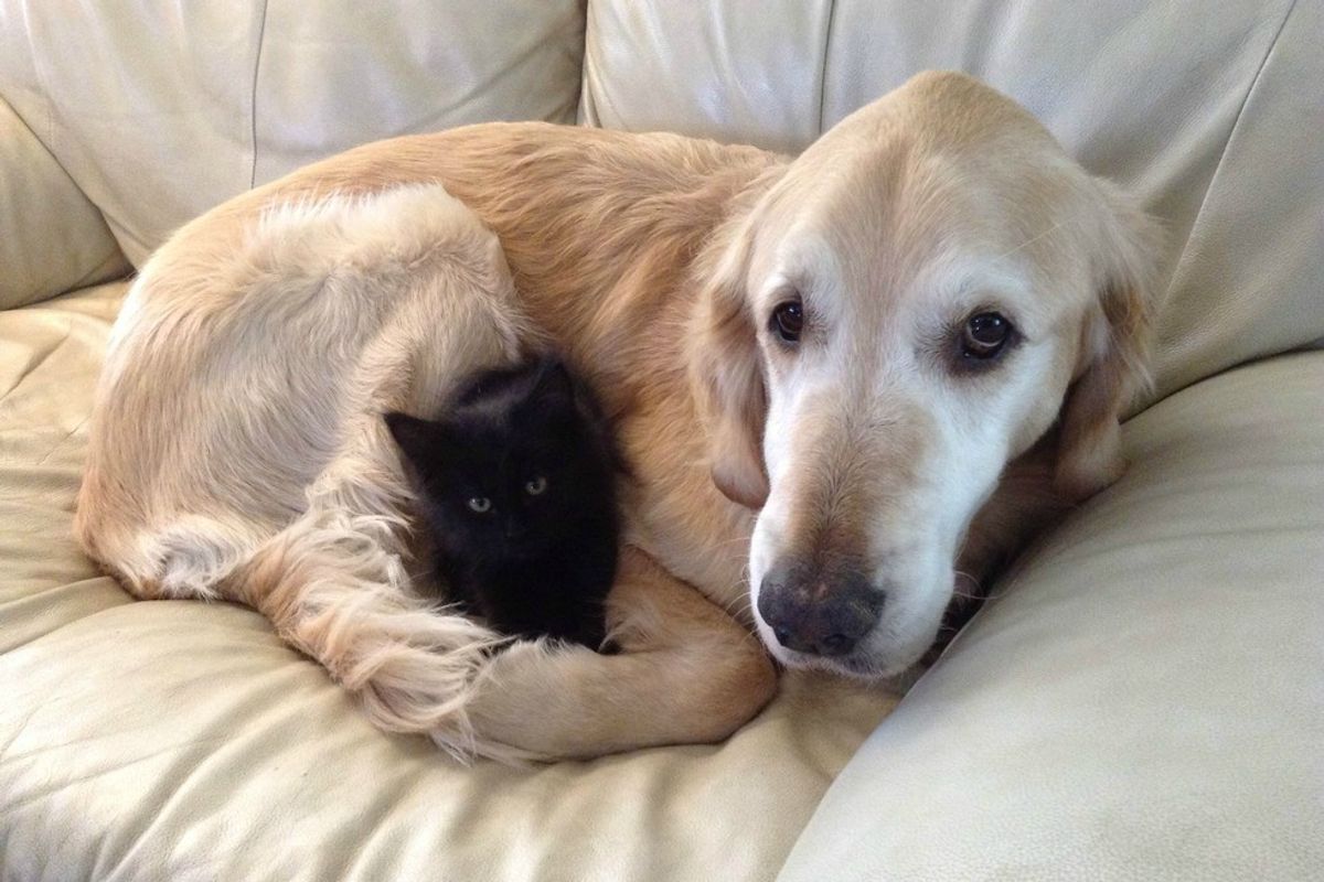Dog Missed Having a Cat, So They Found Him a New Friend