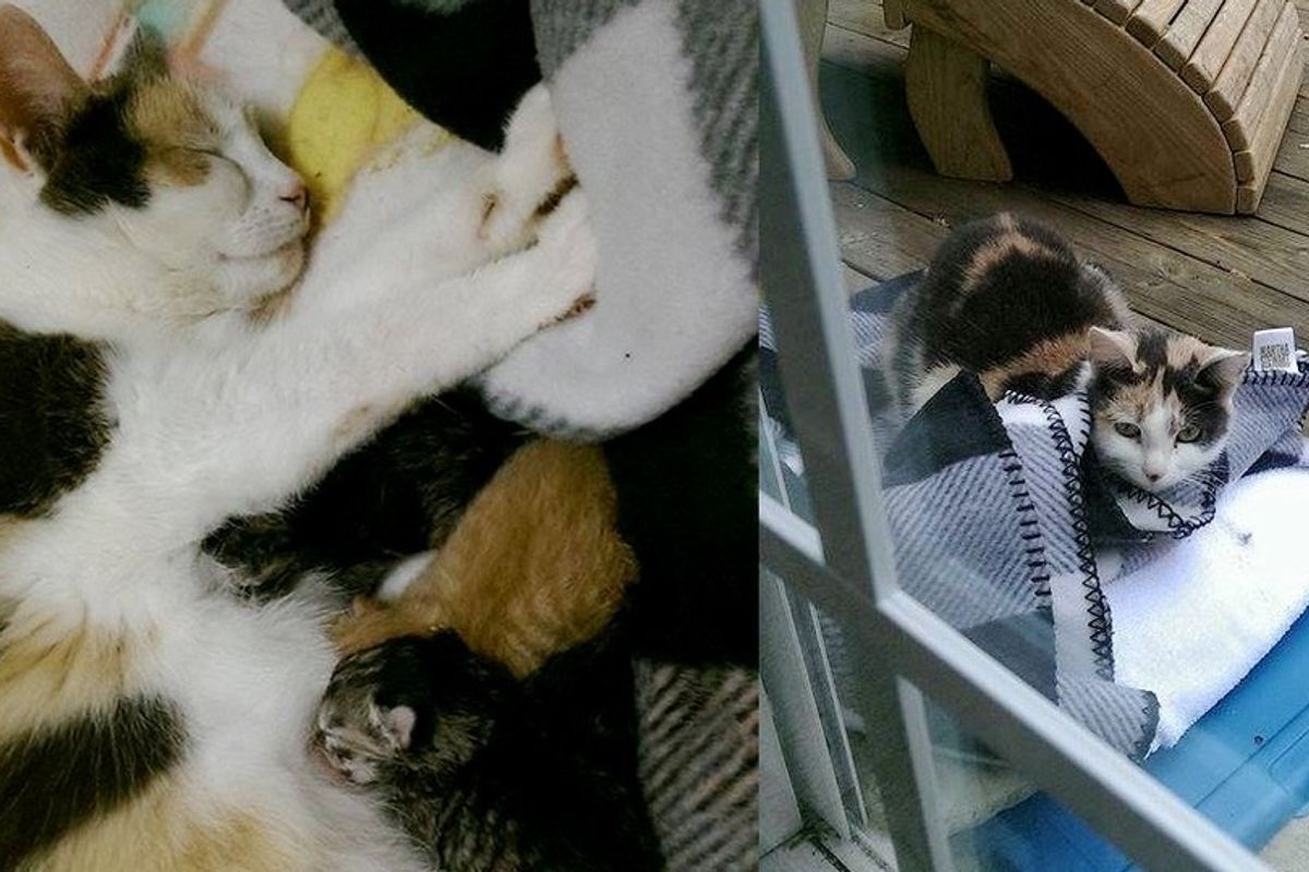 Family Won the Heart of a Stray, the Cat Brought Them 5 Tiny Surprises