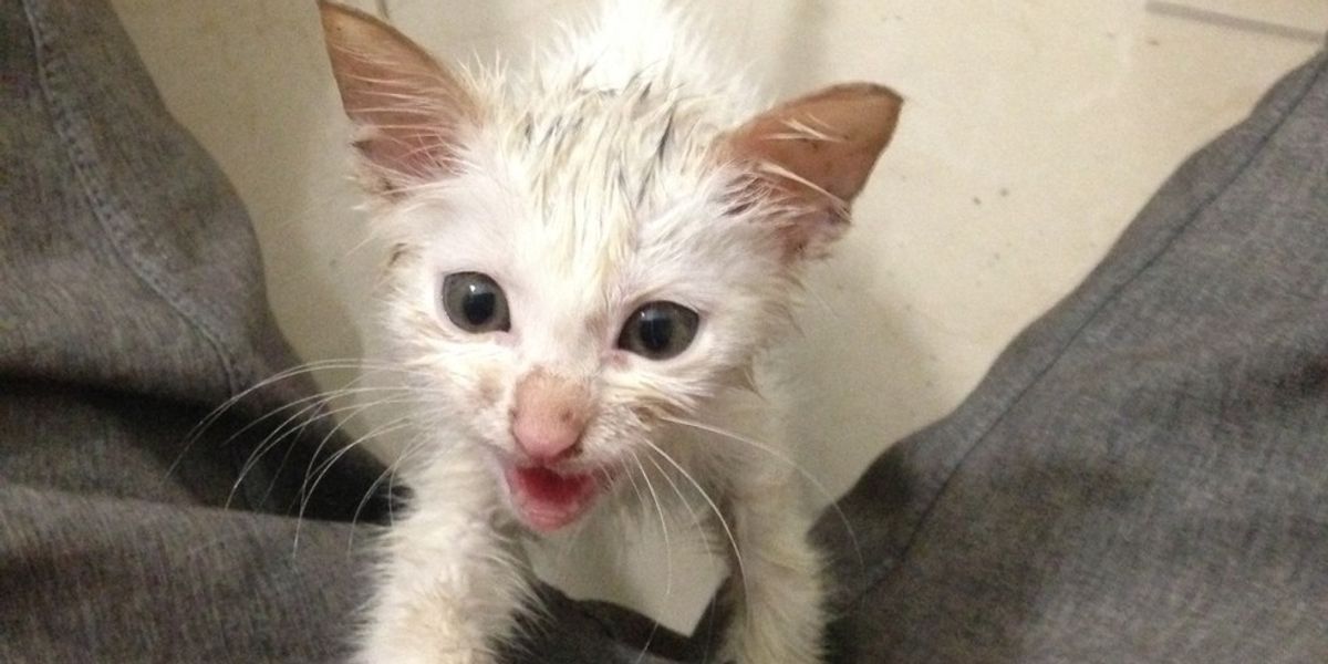 Stray Kitten Chose Man to Be His Human, the Man Didn't Stand a Chance ...