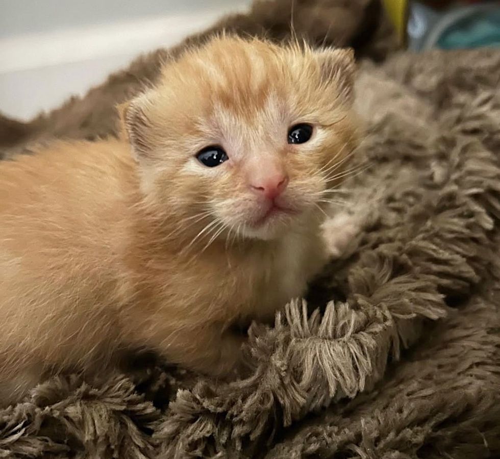 orange kitten eyes