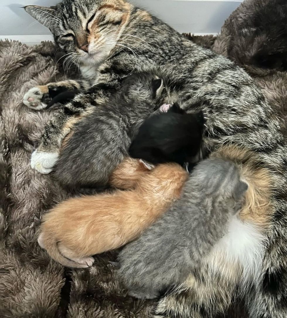 cat nursing kittens