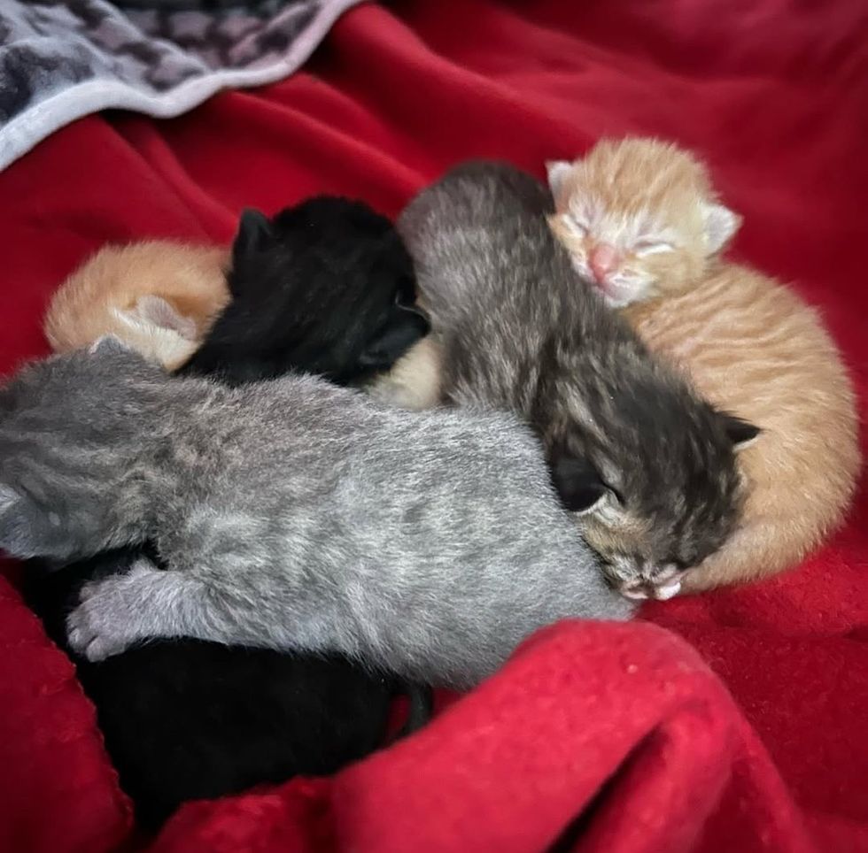 newborn kittens pile napping