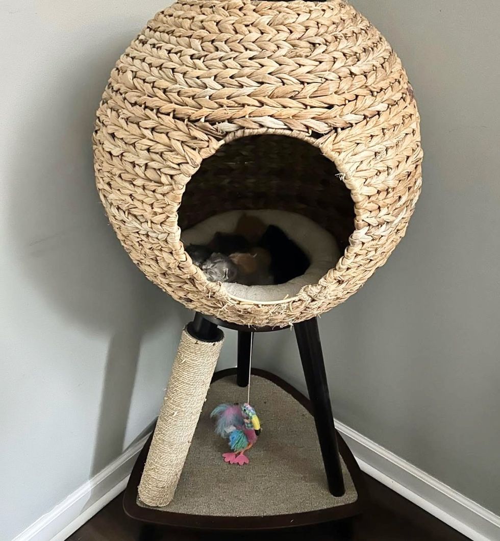 kittens in cat tree