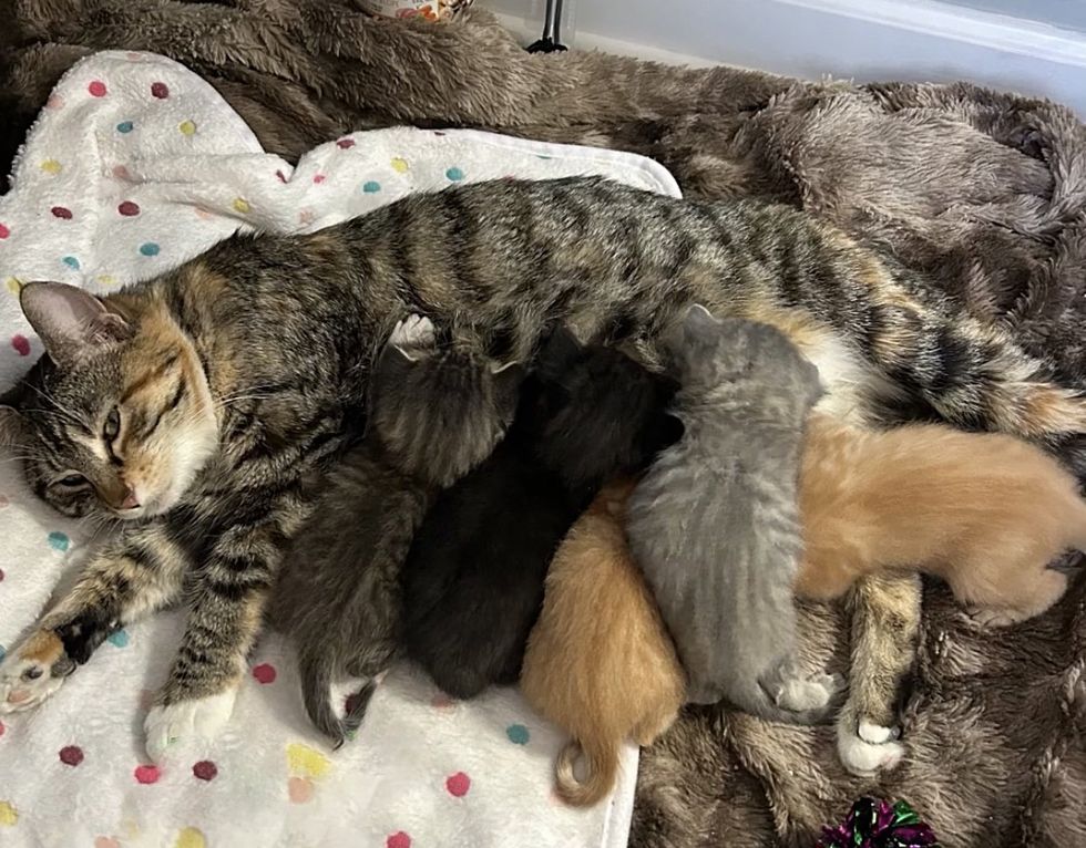 cat nursing kittens cute