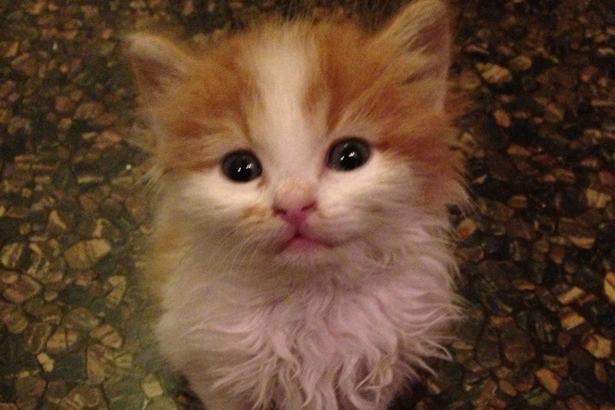 Orphan Kitten Strays Into Man's Life. Now He's Family