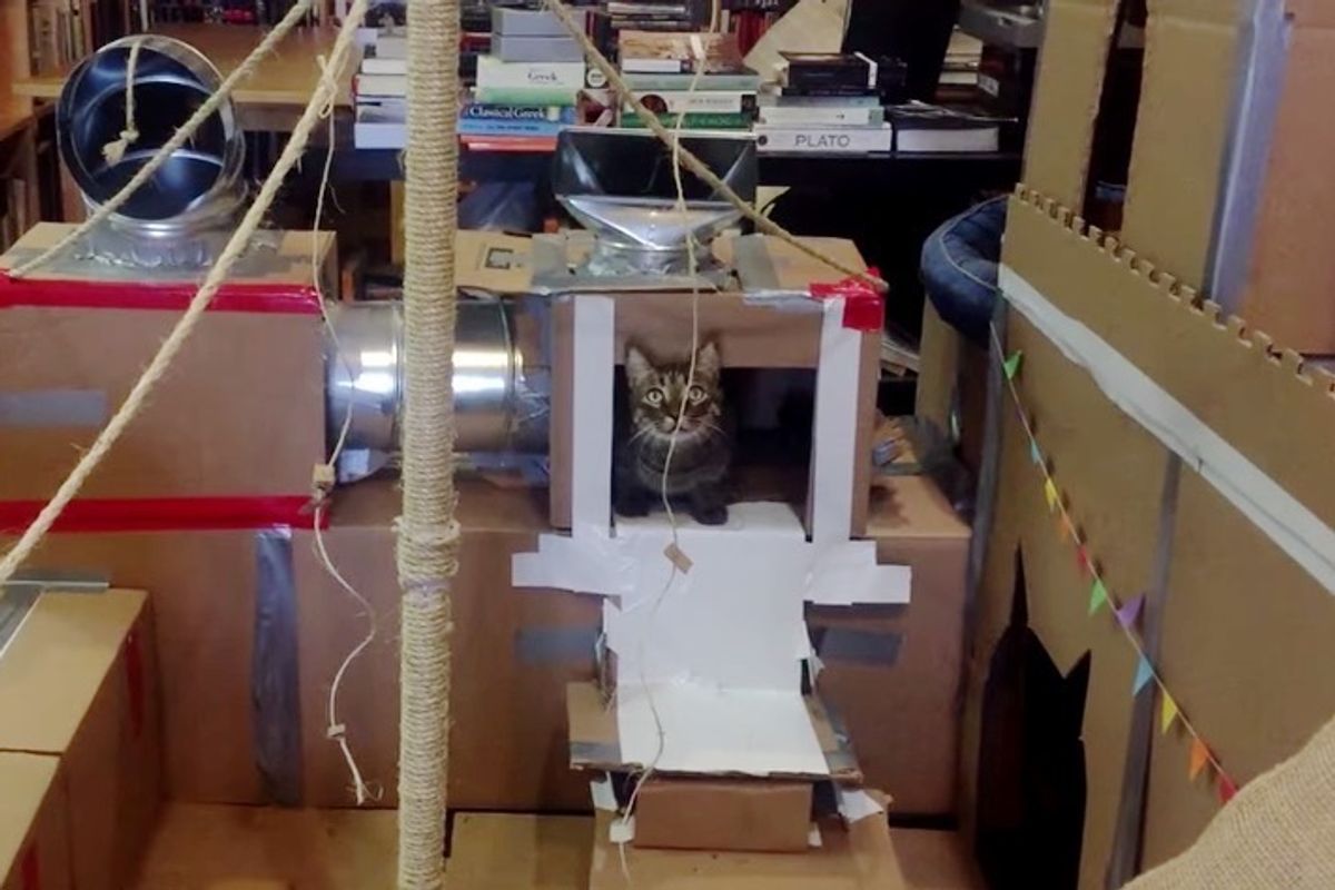 Man Tries to Build the Greatest Cat Fort for His Cat