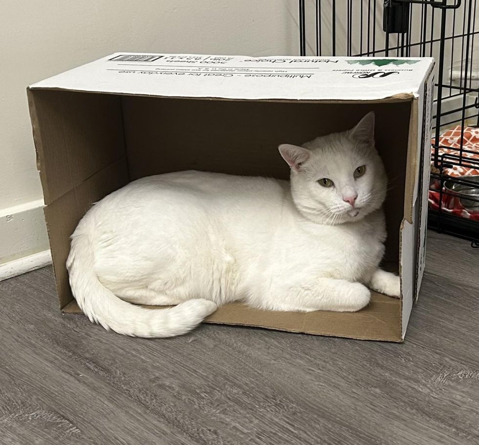 snowy cat in box