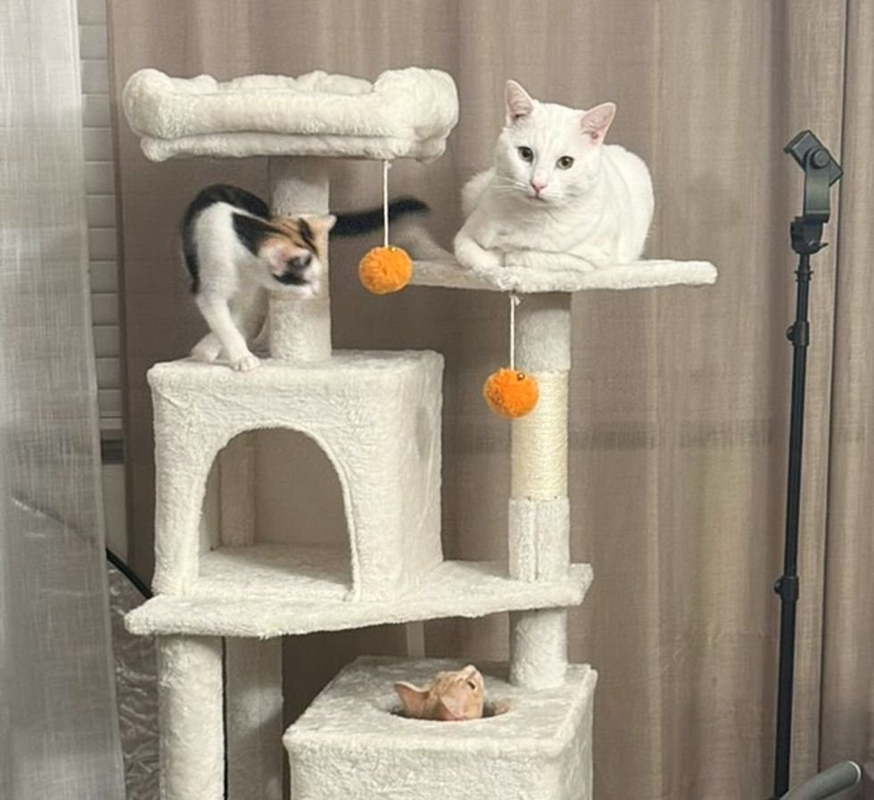 cat kittens tree playful