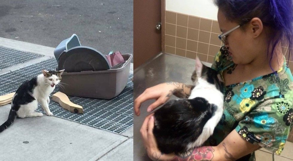 Abandoned Cat Finds A New Home And Becomes An Instagram Sensation