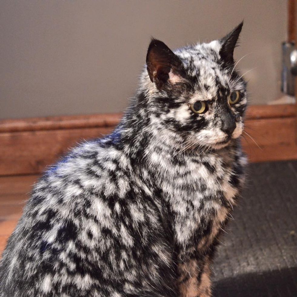 Scrappy Born A Black Cat Now Turning White Due To Vitiligo Love Meow