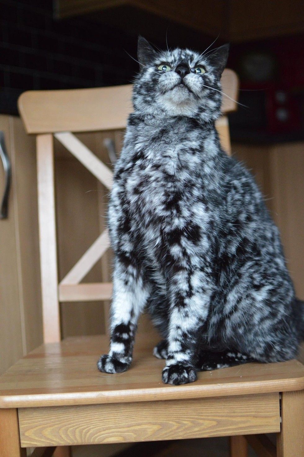 Scrappy Born a Black Cat Now Turning White due to Vitiligo - Love Meow