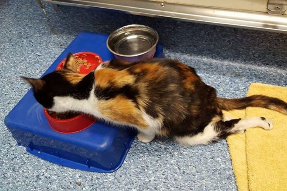 Paralyzed Cat Mom Drags Herself to Her Kittens so She Can Continue