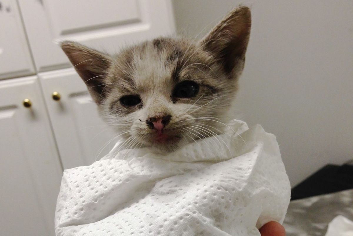 Kitten Runs Under a Truck at Red Light, Woman Rushes to Save Him