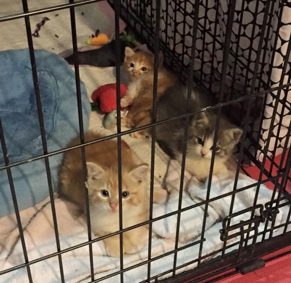 3 Kittens Found Under Pool Deck, One is Very Wobbly - Love Meow