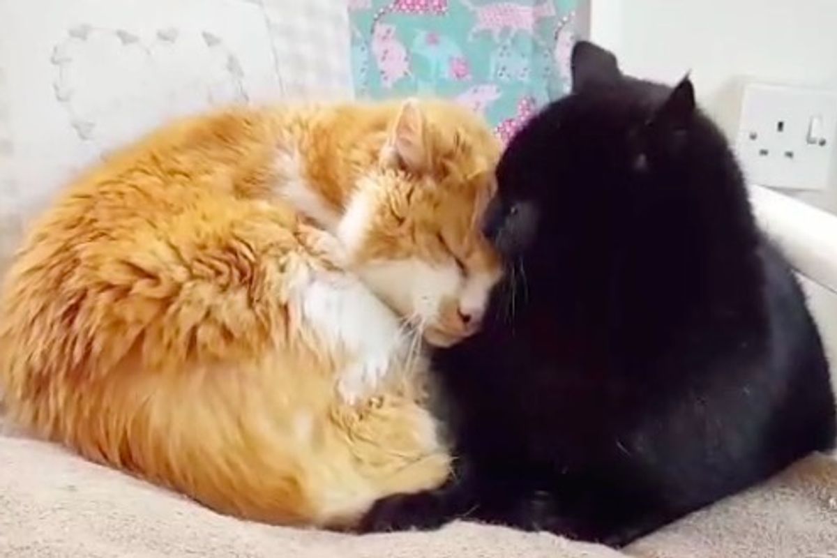 Two Senior Cats, 19 and 15, Find Each Other After They Lost Their Friends