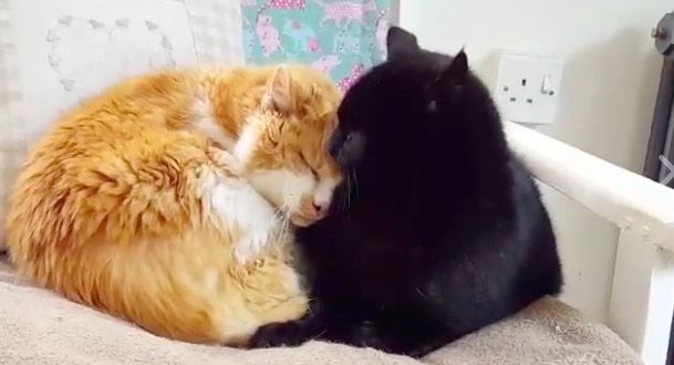 Ginger cat and black hot sale cat