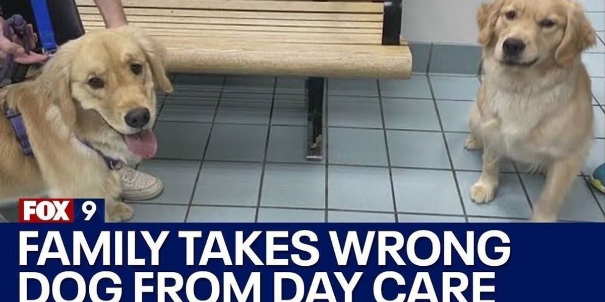 Cats save the day after family accidentally brings home the wrong dog from daycare