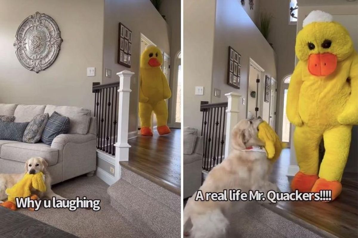 Mr. Quackers, dogs, costumes, pets, animals, joy