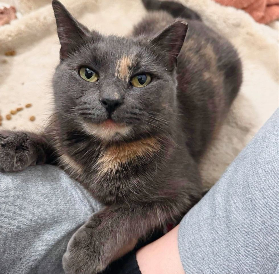 tortie cat lap