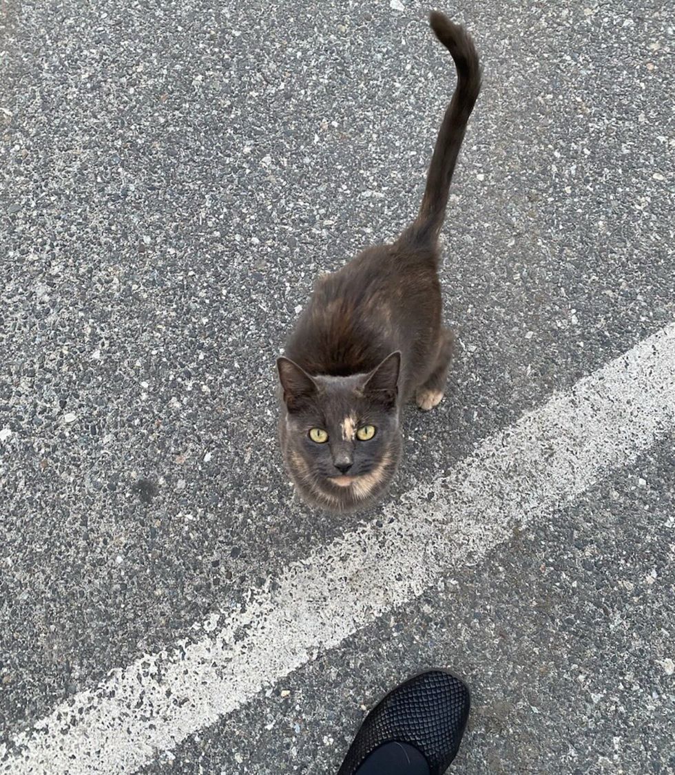 street tortie cat