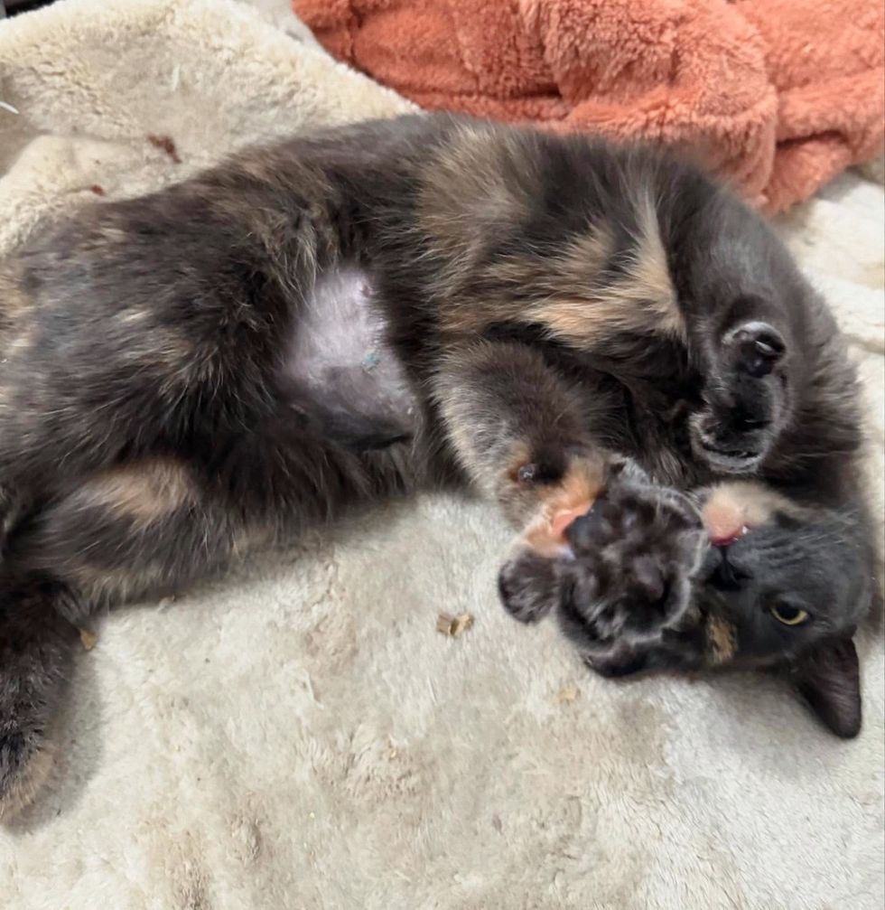 tortie cat paws kneading