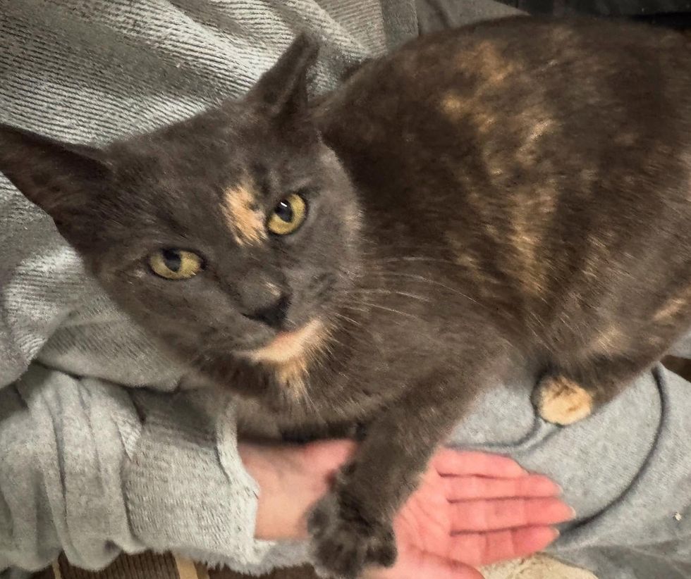 tortie cat holding hands