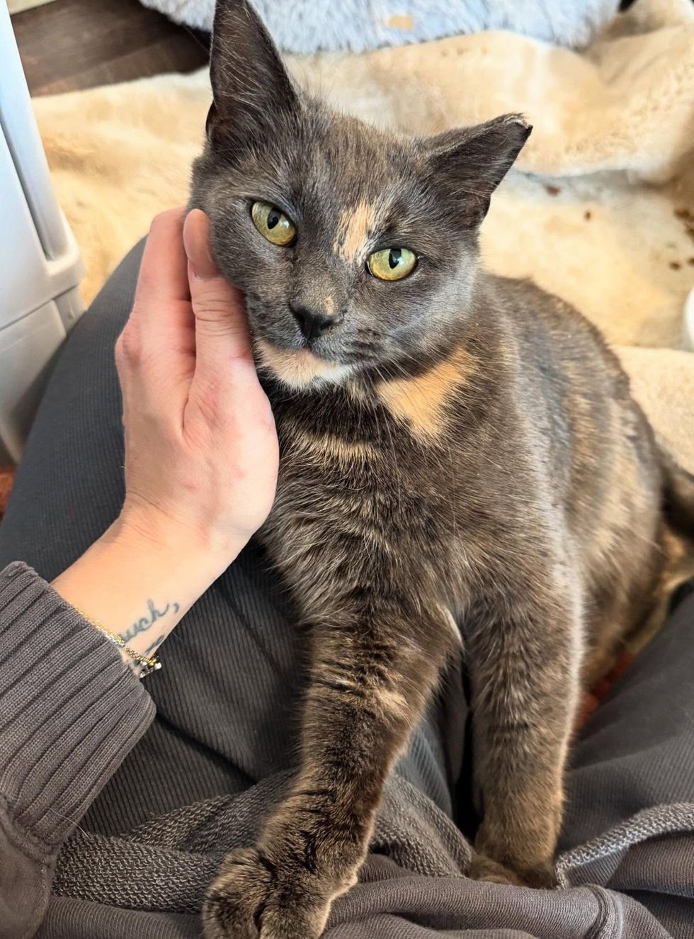 sweet tortie cat lap