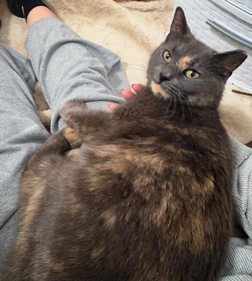 happy lap cat tortie