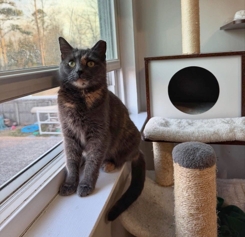 tortie cat window watching