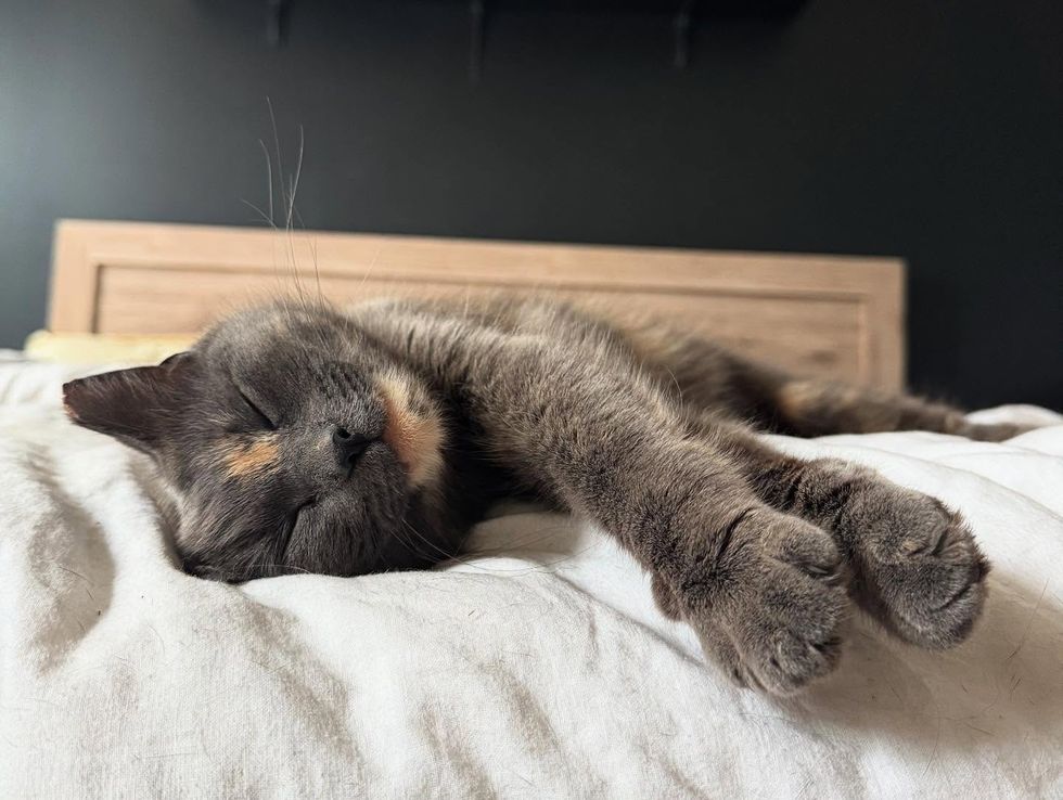 happy sleeping tortie cat