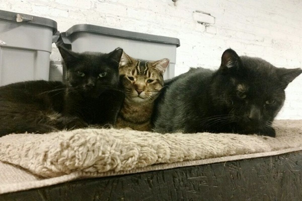 Brewery Adopts 4 Feral Cats, They Return the Favor by Keeping Rodents at Bay