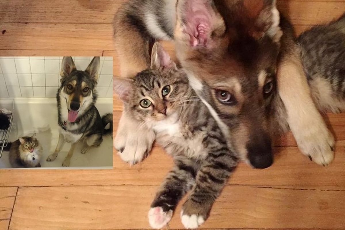 Dog Took Cat Out of Shelter and Becomes His Bodyguard for Life