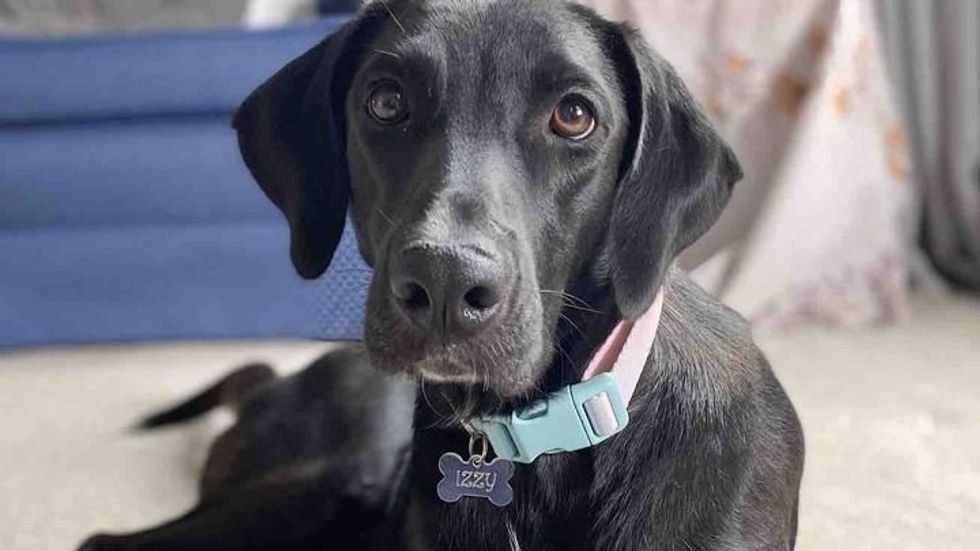dogs, dog rescue, puppies, gofundme, animal rescue, funny